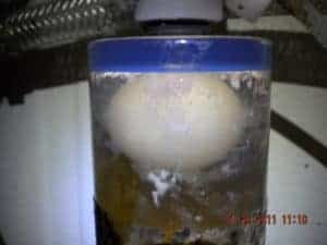 Beer Stone Inside A FOB