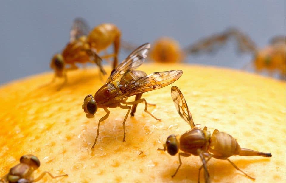 Fruit flies feeding on an orange